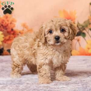 Macey, Cavachon Puppy